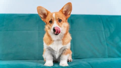 Welsh Corgi sitting on blue couch with tongue out