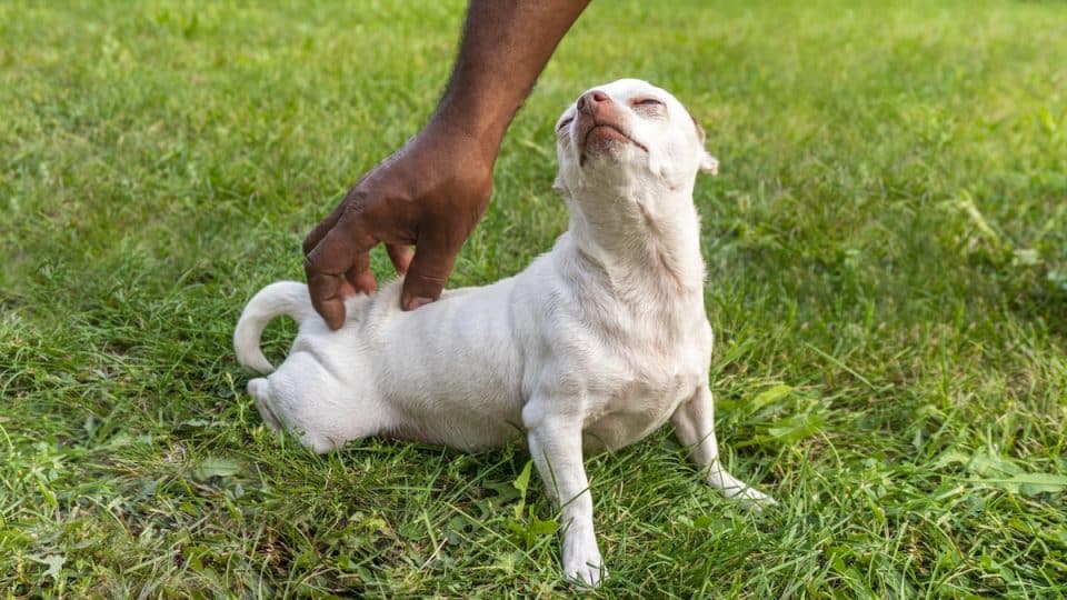 Person petting a happy white Chihuahua in the grass