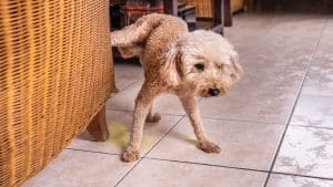Male poodle pees inside home onto furniture to mark territory.