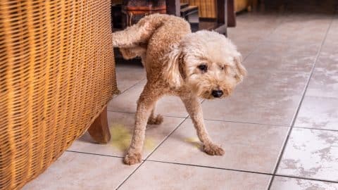 Male poodle pees inside home onto furniture to mark territory.