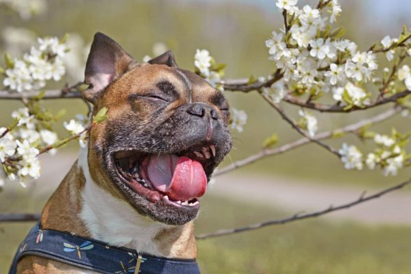 Dog sneezing under tree with blooming flowers