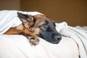 Sick dog resting in bed under blanket