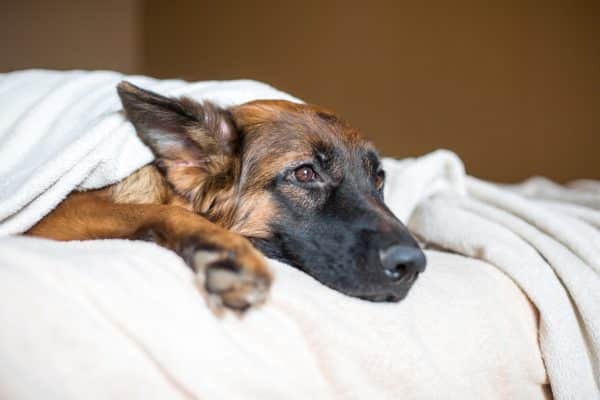 Sick dog resting in bed under blanket