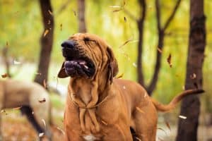 Dog outside sneezing in woods