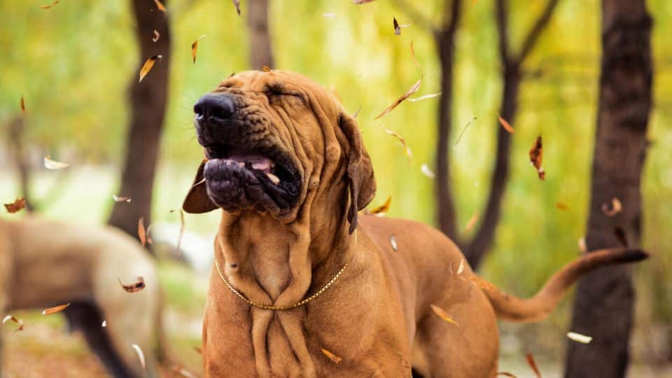 Dog outside sneezing in woods
