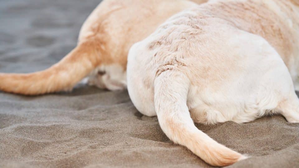 A close-up of a Labrador Retriever's hindquarters, showcasing the sandy texture on its fur and tail