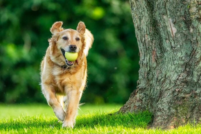 Golden Retriever running with ball in mouth