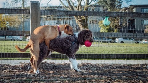 Female dog humping dog in park