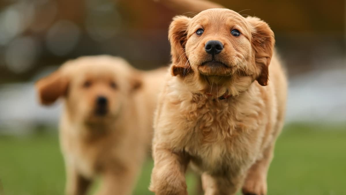 hims and hers natural glide lubricant Animal Hole Masturbate Dog Mouth Male Fantasty Masturbator main image 0