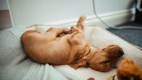 Puppy sleeping on bed with paws in air
