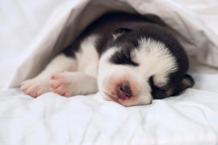 Siberian Husky puppy sleeping under blanket