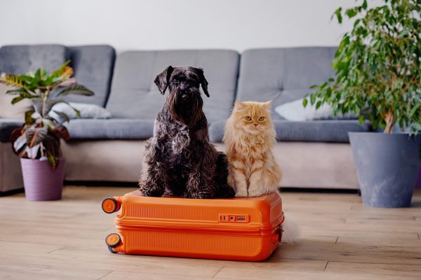 Cat and dog sitting on suitcase in living room