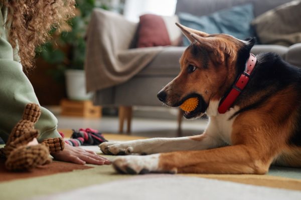 Playing ball with dog inside house