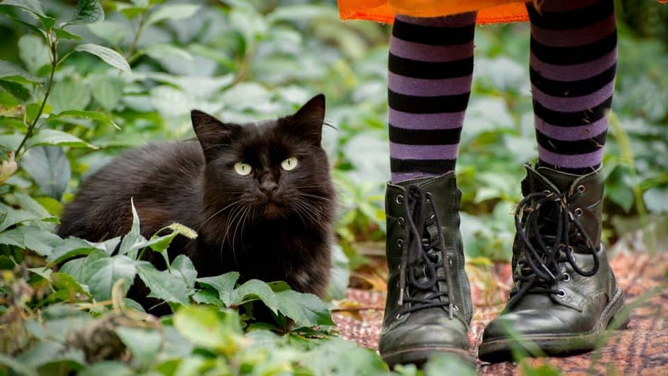 Black cat sitting next to legs of girl dressed as a witch
