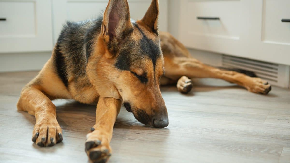 Wobblers Syndrome Causes, Symptoms, Outlook, and Treatment