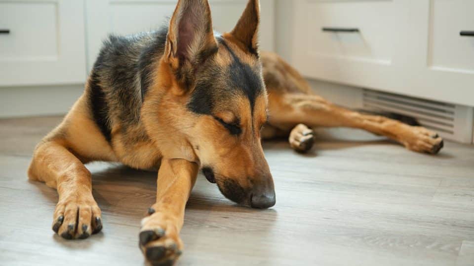 Dog with wobblers syndrome on the floor