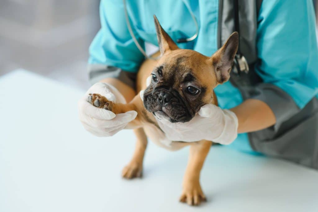 Vet diagnosing and treating dog with wobblers syndrome