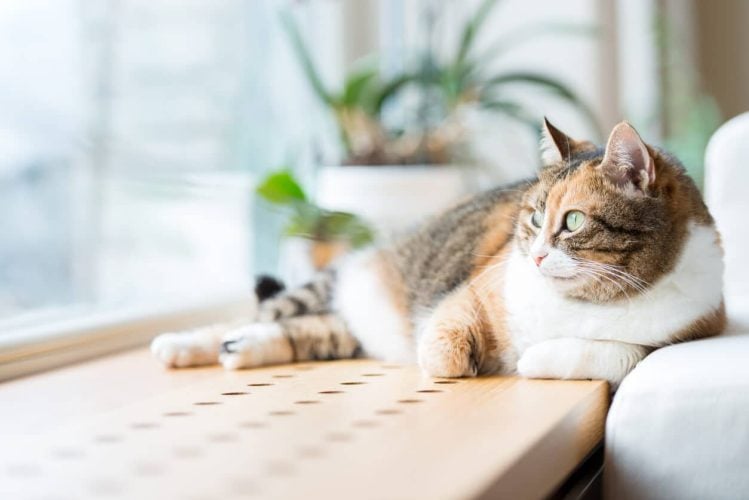 Cat lying on soft window seat looks outside