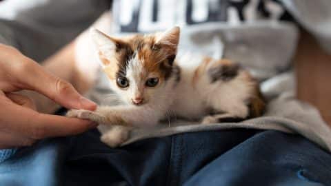 Small kitten with paw in person's hand