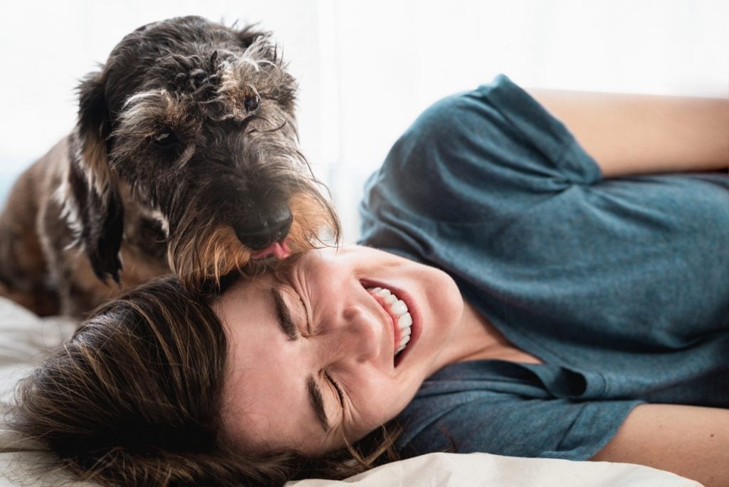 Glückliche Frau, die während eines Lockdowns zu Hause mit ihrem Hund spielt – Haustier leckt das Gesicht seiner Besitzerin – Fokus auf dem Gesicht