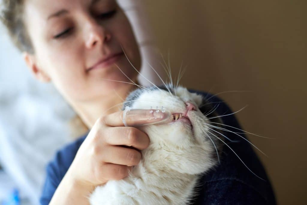 Mujer cepilla los dientes a un gato con un cepillo de dientes de silicona en el dedo.