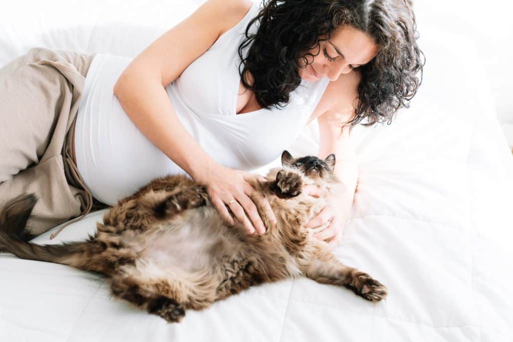 A pet parent rubbing their cat's belly