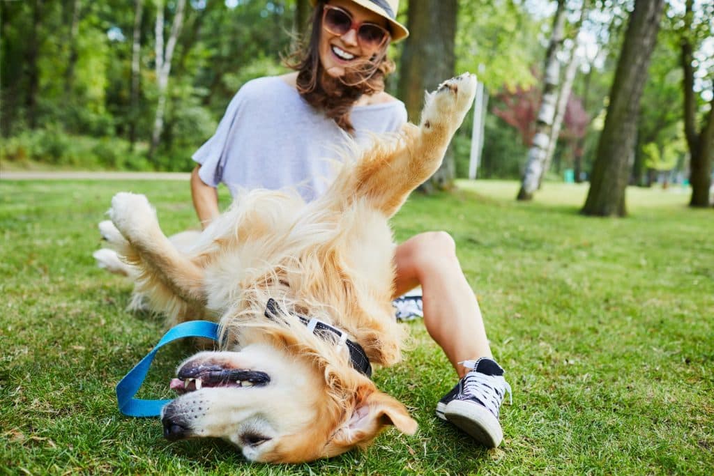 A ticklish dog outside with their pet parent