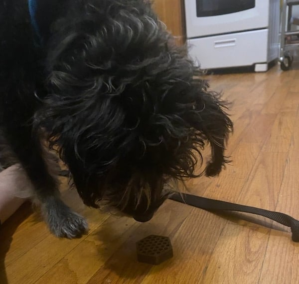 Dog samples Yummy Combs treat on kitchen floor