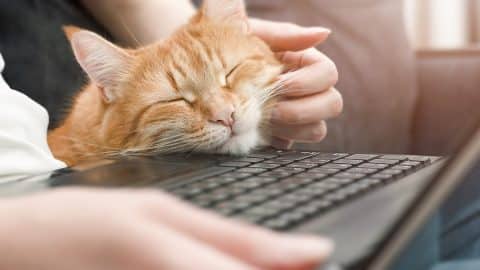 ginger cat and woman working at the laptop