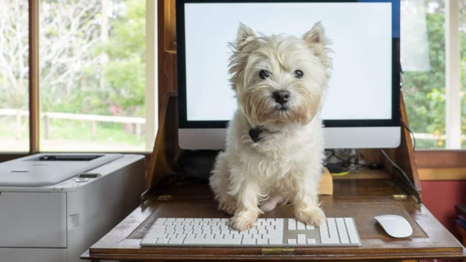 West highland white terrier on desk with computer in working from home office