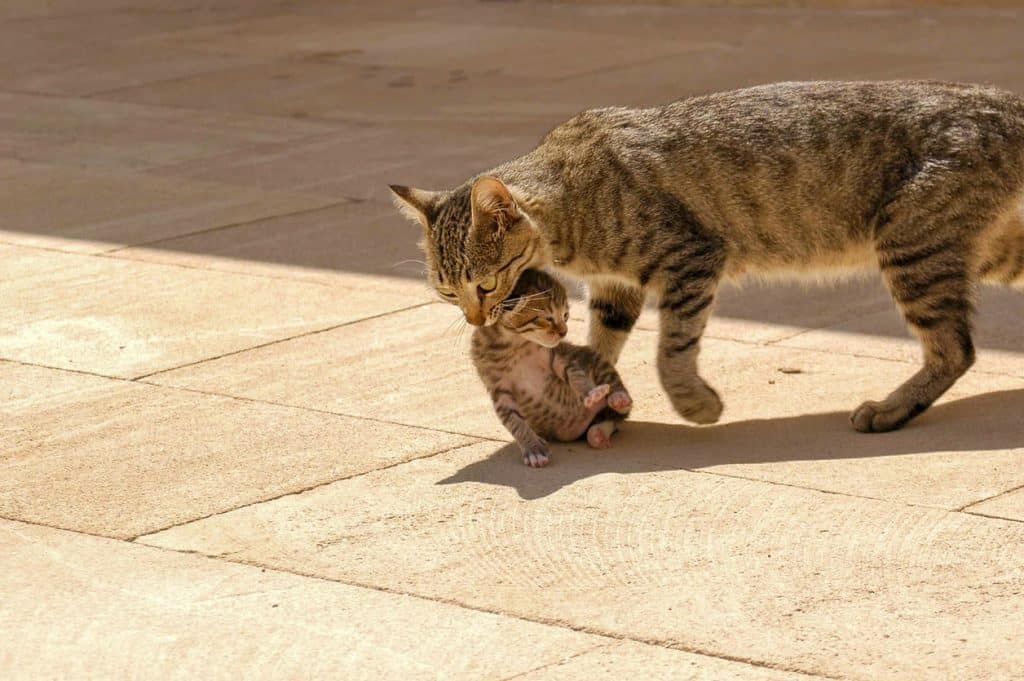 Mom carries her little kitten by the scruff of a wild cat