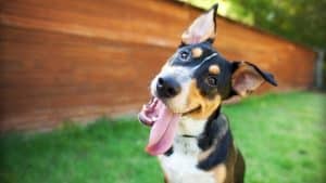 Curious and Happy Tricolor Dog with Tongue out in fenced yard