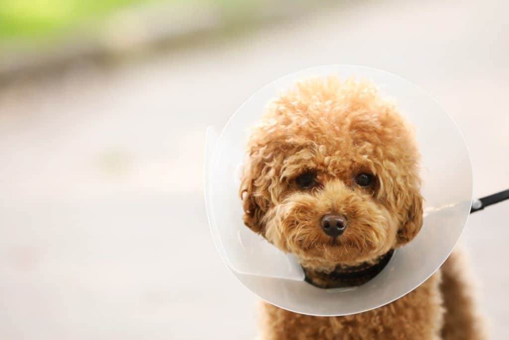 A dog wearing an E-collar to treat a yeast infection