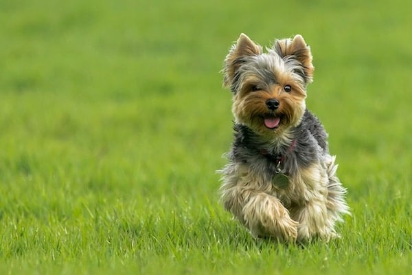 Cute Yorkshire Terrier running through grass
