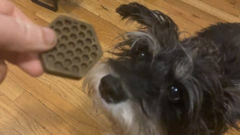 Dog sniffs honeycomb dental chew given by human