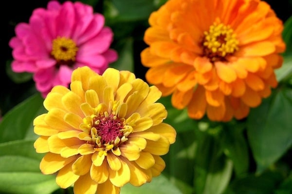 Three colorful zinnias in garden