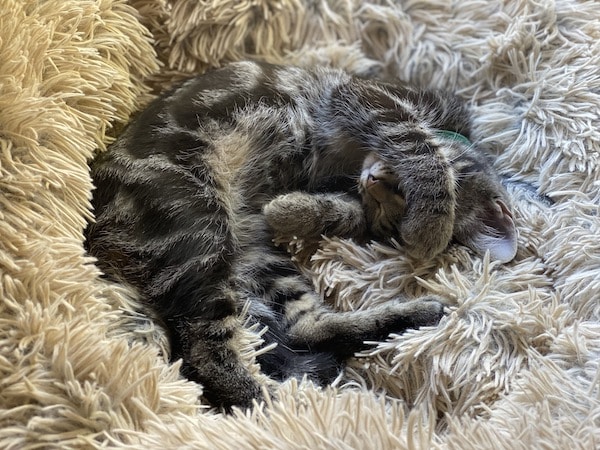 Cat sleeps in donut cuddler bed