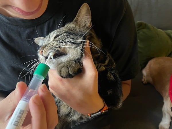 Zorian the cat gets a DNA swab.