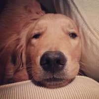 Sitter Profile Image: Jill M.