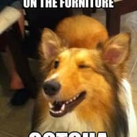 Sitter Profile Image: Nancy B.