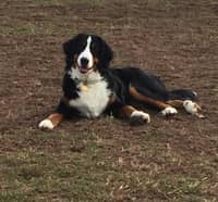 Sitter Profile Image: Susan Z.