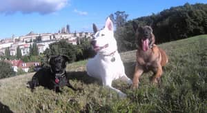 Sitter Profile Image: Marcos D.