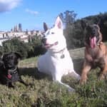 Sitter Profile Image: Marcos D.