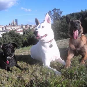 Sitter Profile Image: Marcos D.