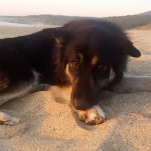 Javi A.