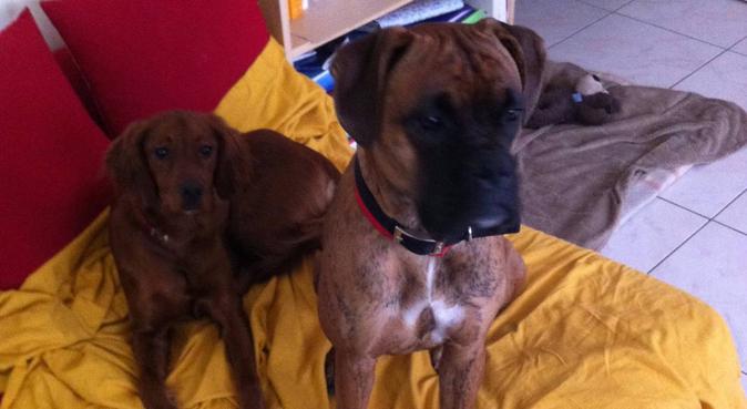 Dog sitting à Les Etats Unis Lyon Dog sitters et promeneurs de