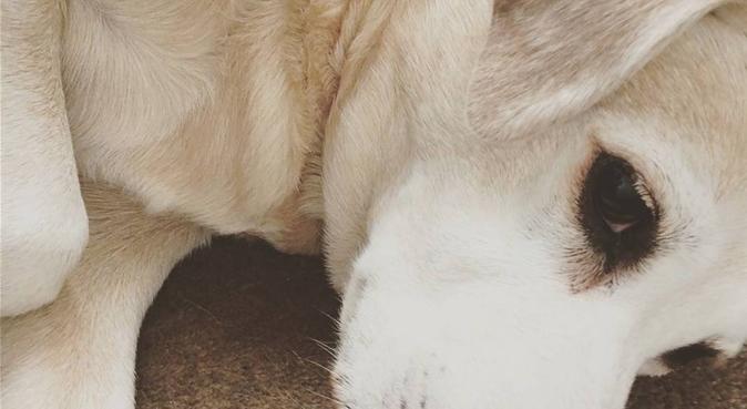 Dog Sitting In Nottingham Local Dog Sitters Walkers Dogbuddy