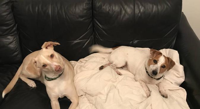 jeannie's doggy daycare