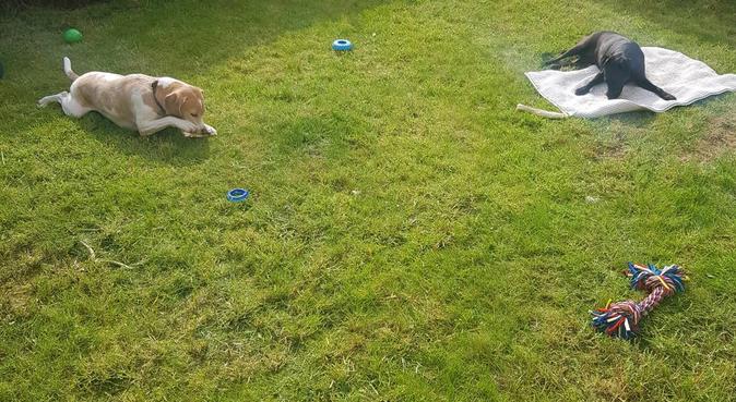 jeannie's doggy daycare