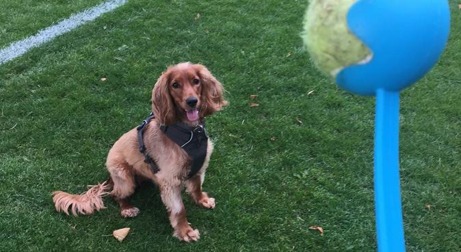 Dog Sitting In Edinburgh Treat Your Dog To 1 1 Care Dogbuddy